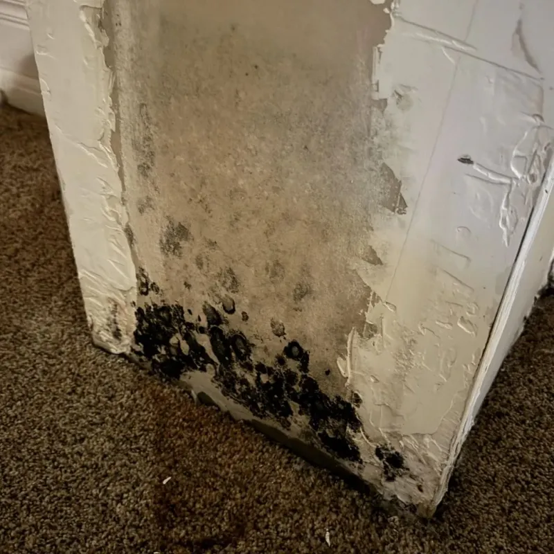 Professional Mold Removal in Verona, KY